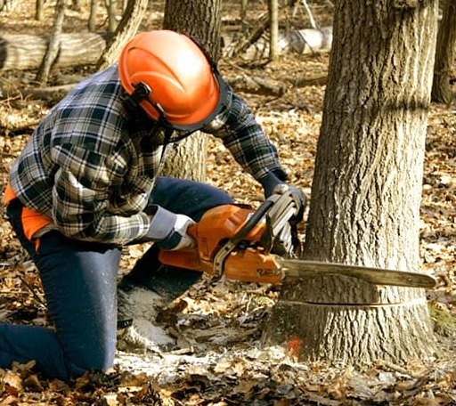 Tree Removal in Delancey, NY